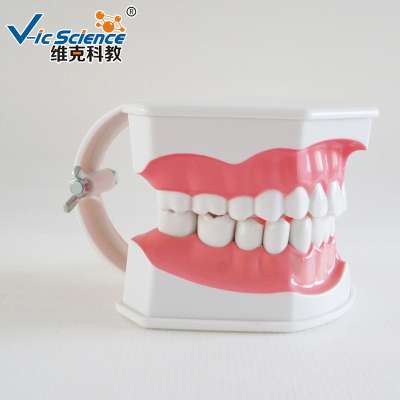 Life Size PVC Plastic G-Brushing Dental Teeth Model for Medical Teaching