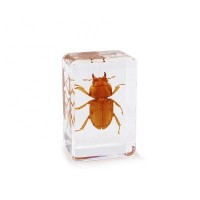 Small Dyed Golden Dorcus Titanus Platymelus real preserved insect Beetle bugs resin amber specimen