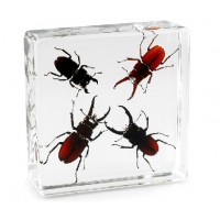 Real Insect 4 Stag beetle Bug Set Resin Specimen Biological teaching Aids School Learning Resources Custom Make