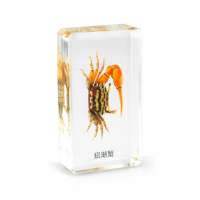 Real Fiddler Crab Acrylic Paperweight Embedded Specimen Educational Toys for Children