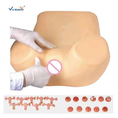 Hot Sale Gynecological Training Simulator Medical Training model