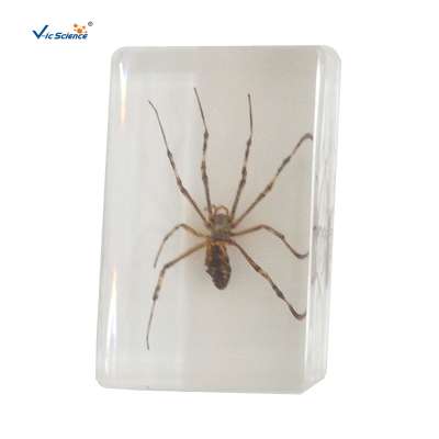 Teaching Exhibition Real Insect Resin Embedded Specimen Spider Specimen