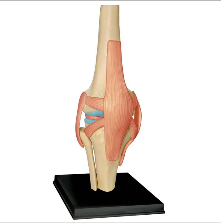 Eco-friendly PVC Educational Toy Skeleton Model Removable Knee Joint Model  with Ligament