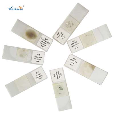 High Quality 100pcs Mineral Thin Section Prepared Slides Set