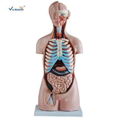 Plastic 85CM Sexless Anatomical Mannequin Medical Training Torso Model 20 Parts