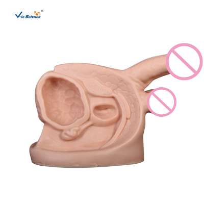 Advanced  Plastic Male Genital Organs For Medical