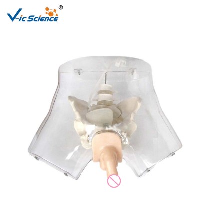 High Quality Medical Transparent Male Urethral Catheterization Simulator