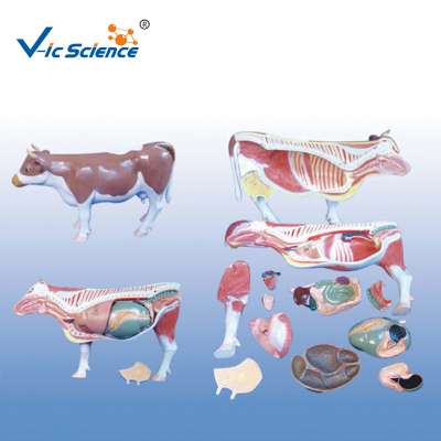 18 Parts The Dissection Model Of Cattle Animal Anatomical Model