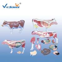 18 Parts The Dissection Model Of Cattle Animal Anatomical Model