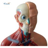 Vic Science 42CM 18 Parts Human Sexless Anatomical Torso Model