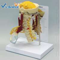 Medical Supplies Anatomical Education Spine Model With Nerve and Brainstem