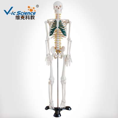 Vic Science 85cm Skeleton with Spinal Nerves anatomy model kit