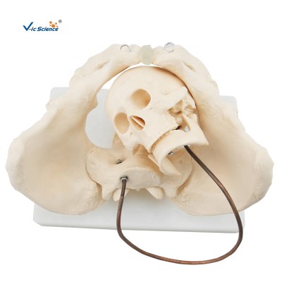 High Quality Skeleton Female Pelvic Birth Demonstration Model