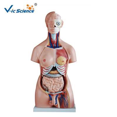 Human Body Anatomy Torso Anatomical Human Model 85CM Unisex 40 Parts  For Teaching