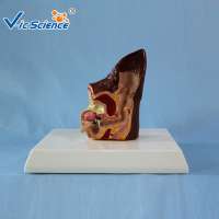 Dog Ear Dissection Anatomy Model