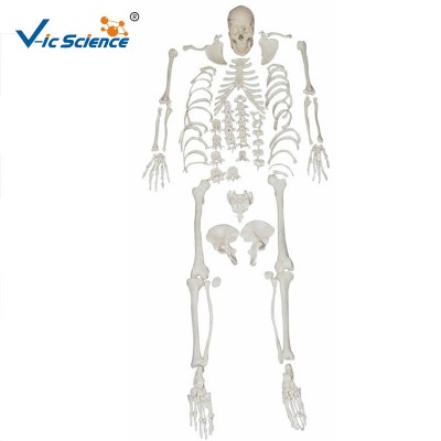 High Quality Disarticulated Plastic  Human Teaching Skeleton Model with Skull