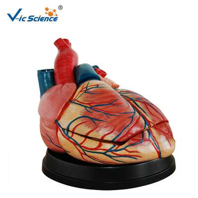 Plastic Medical Human Teaching Anatomy Heart Model