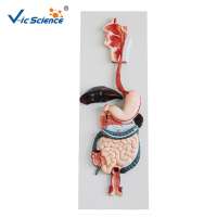 High Quality Human Digestive System Model For School Student