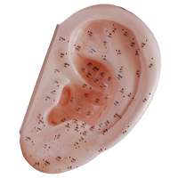 Enlarged Human Ear Acupuncture Point Model with Acupoints 40CM