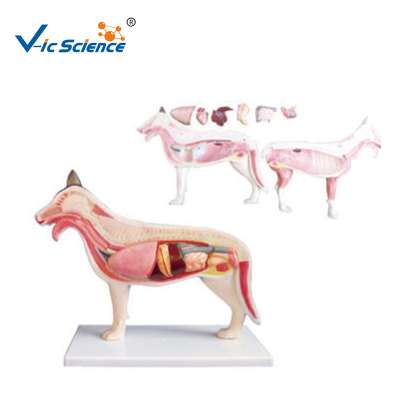 Animal Anatomical Models The Dissection Model Of Dog  for Teaching (8 parts)