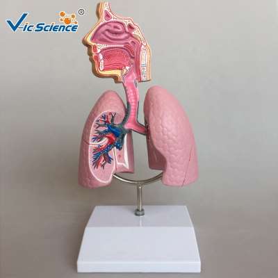 Medical Human  Respiratory System Anatomical Model For Sale