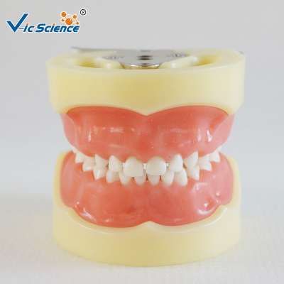 Teaching Medical Teeth Model Dental Model for sale