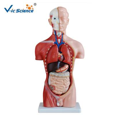 Good Price Human Body Torso Anatomy Model