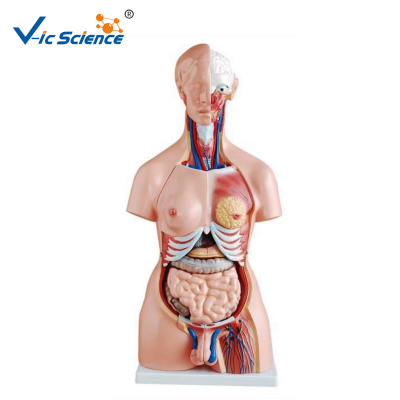 High Quality 85CM Unisex Human Torso  Model 23 Parts