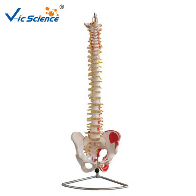 High quality Vertebral Column Spine Model with Pelvis Painted Muscles