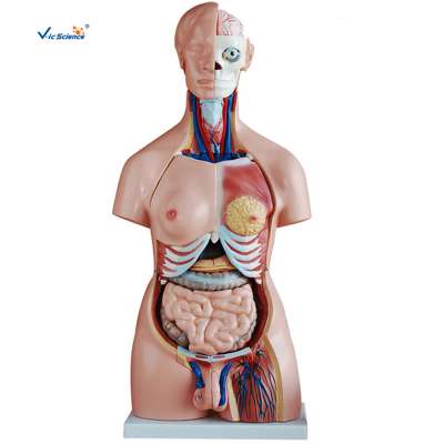 High Quality Plastic 85CM Unisex Human Torso Anatomy Model 40 Parts for Teaching