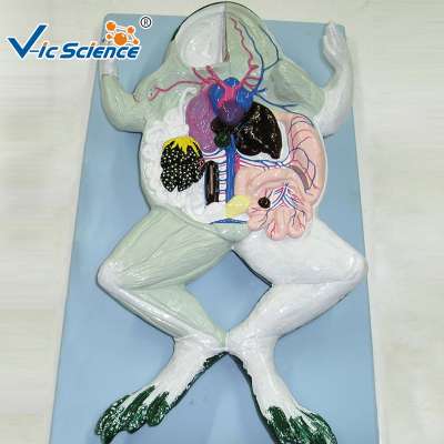 Frog Dissection Anatomy Model for Teaching