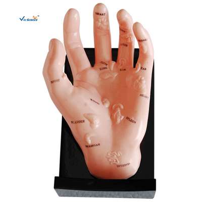 Advanced PVC Life Size Human Left Medical Acupuncture Hand Model