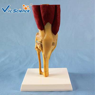 Medical Supplies Anatomical Knee Joint Model with Muscle