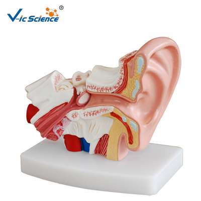 Human Teaching Desktop Display Ear Model