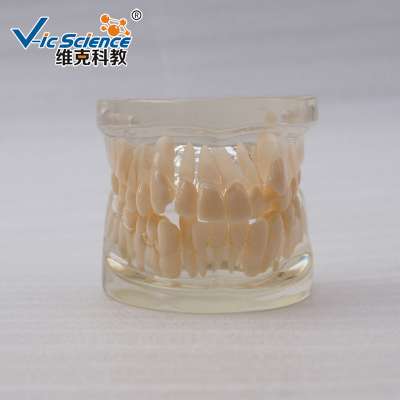 Standard Nissin Dental Model Teeth Model for Study