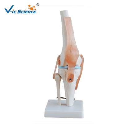 High qualityLife-Size Artificial Knee Joint Anatomical Model