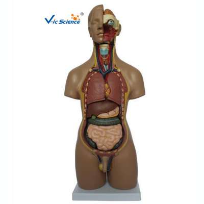 High Quality 55CM 20 Parts Unisex Human Torso Model For Medical Teaching