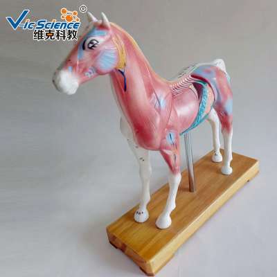 Animal Horse Anatomy Acupuncture Model