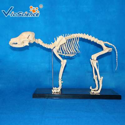 Hot Sale Advanced PVC Animal Skeletons  Dog Skeleton Model for Teaching