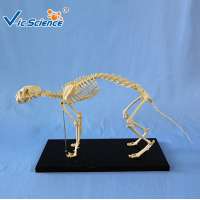 Cat Skeleton Plastic Animal Model for Teaching