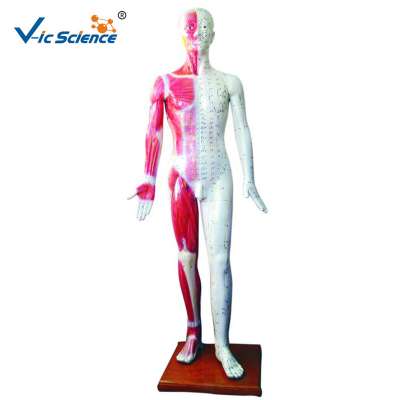 Life Size 178cm Acupuncture Model With Muscle