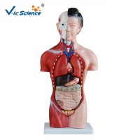 Medical Teaching  PVC Human Female 42CM Anatomy Torso Model Organ anatomical model