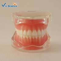 Medical Study Orthodontic Teeth Model for sale