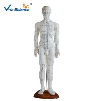 Mecial teaching 60CM Paint  PVC  acupuncture human body model Chinese Male Acupuncture Point Model