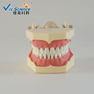 Frasaco SF Type Dental Teaching Model for Studying