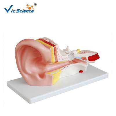 Best Selling Medical Human Ear Anatomy Model