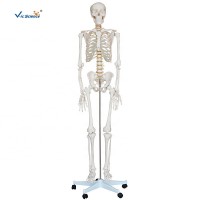 Human Anatomy Skeleton Model Science Toy Human Skeleton Model 180cm