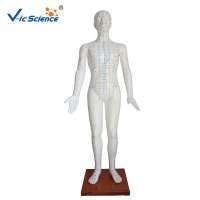 178cm human acupuncture needle point model