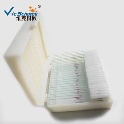 Hot Sale 30Pcs Animal Histology Microscope Prepared Slides