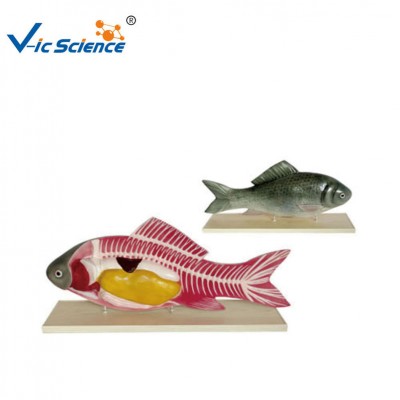 Hot Sale Animal Fish Anatomy Dissection Model for Teaching (38cm long / 3 parts)